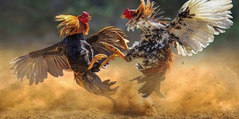 Đá Gà FM88 Đá Gà FM88 về bảo mật và hỗ trợ